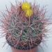 Kaktusi: Ferocactus viridescens, slika4